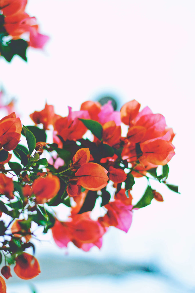 flowers of camelina, a source of healthy fat